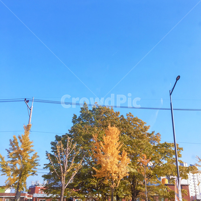 은행나무,풍경,자연,nature,나무,tree