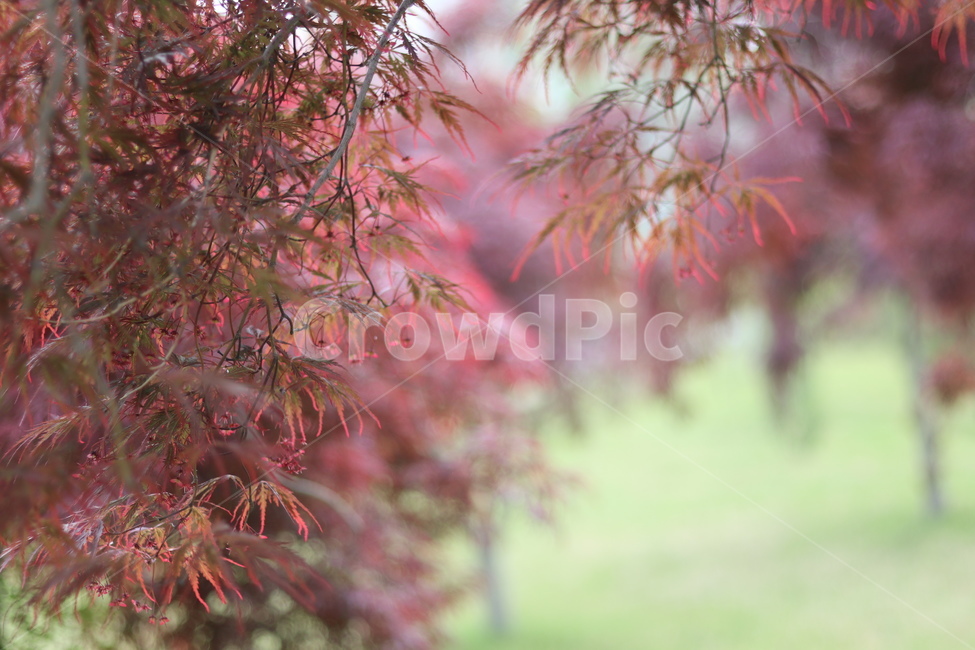 홍공작나무,붉음,연두,봄,빛,식물,자연,plants,nature