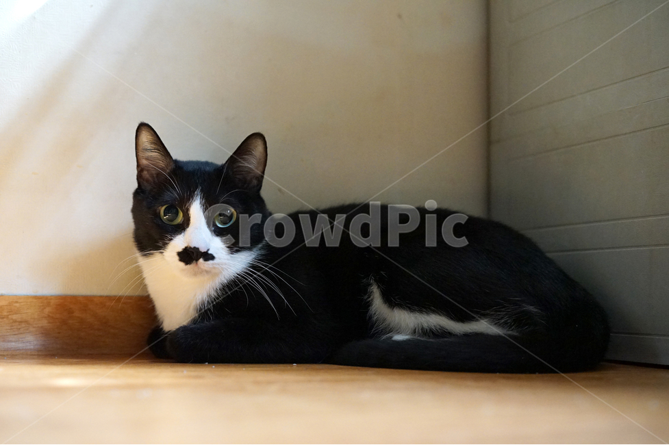 턱시도,고양이,검은고양이,집고양이,고냥이,동물,animal,포유류,mammal,고양이,cat,kitten,kitty