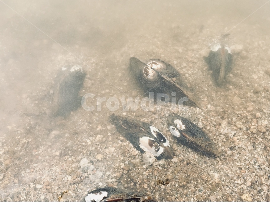 조개,민물조개,말조개,저수지,낚시,풍경,자연,풍경,nature,landscape