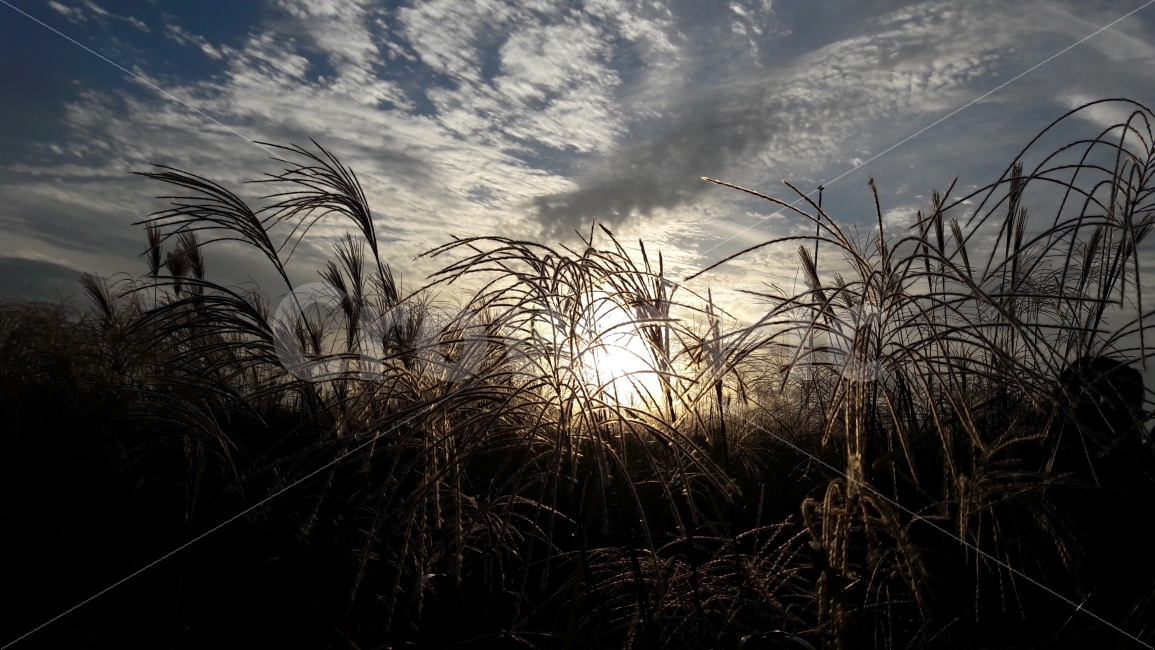 하늘공원,석양,억새풀,하늘,구름,가을,계절,fall,autumn,season,식물,자연,plants,nature,grass,잔디,plant,lawn