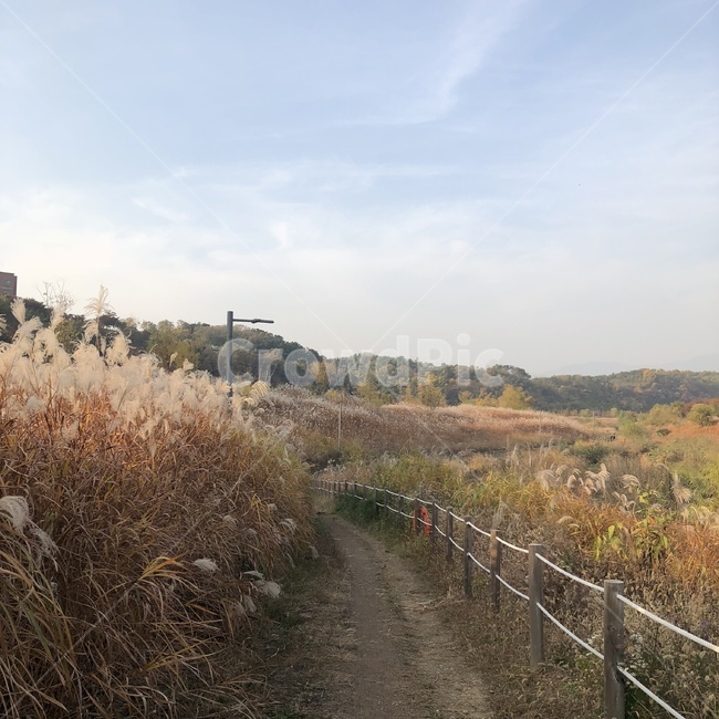 갈대밭,억새밭,노을,해질녘,twilight,reedfield,가을,계절,fall,autumn,season,plant,식물,grass,잔디