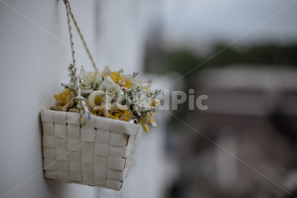 담벼락,꽃바구니,꽃,감성사진,배경화면,달동네,식물,자연,plants,nature,꽃,flower