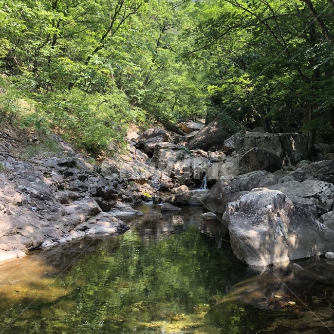 계곡,숲,숲속,청량,산책,자연,초록,나무,ㅔ,자연,풍경,nature,landscape,water,물,outdoors,옥외,stream,흐름,creek,작은 만
