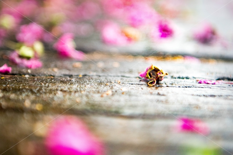 감성,꽃,일상,여행,기다림,식물,자연,plants,nature,꽃,flower,감성,sensible,feeling