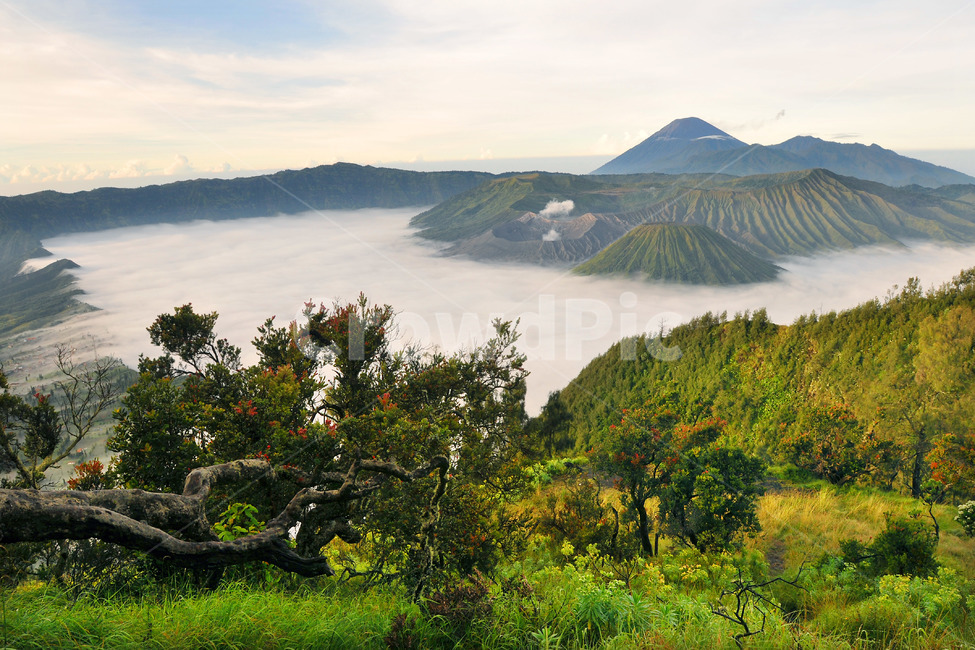 화산,정상,산,자연,산안개,나무,무릉도원,몽환적,자연,풍경,nature,landscape,세계자연풍경,해외자연풍경,외국자연풍경,world nature landscape,outdoors,옥외