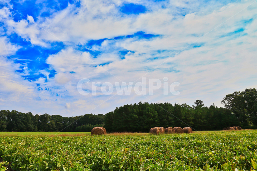 농장,초원,파란하늘,베일,베일러,자연,풍경,nature,landscape,산업,industry,industrial,농업,농사,agriculture,farming,farming industry,outdoors,옥외,field,들,grassland,목초지,rural,농촌,farm