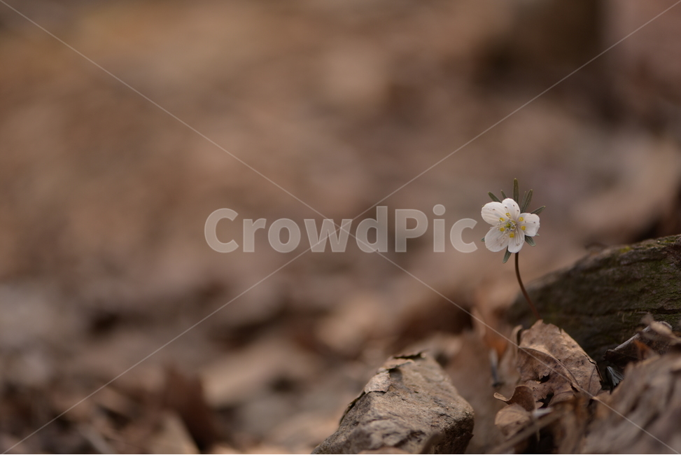 수리산,꽃,변산바람꽃,식물,flower,식물,자연,plants,nature,꽃,flower