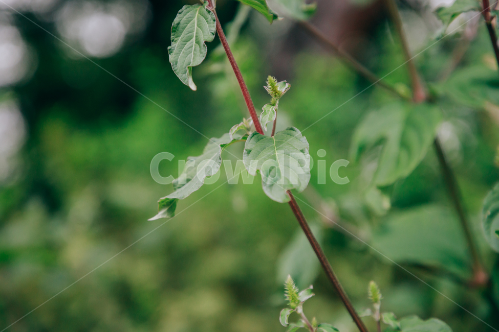 풀,자연,초록,식물,풀잎,잎,잎사귀,식물,자연,plants,nature,비,비오는날,rain,rainy