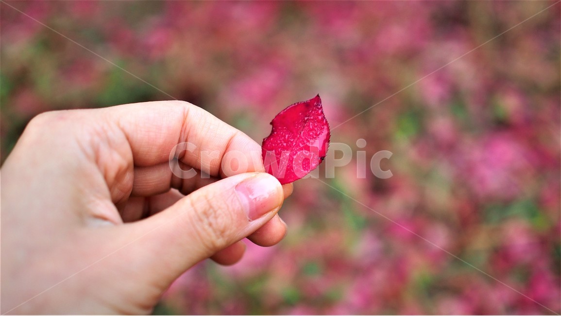 finger,Red,red,pink,fallen leaves,autumn,Emotion,leaf,Maple
