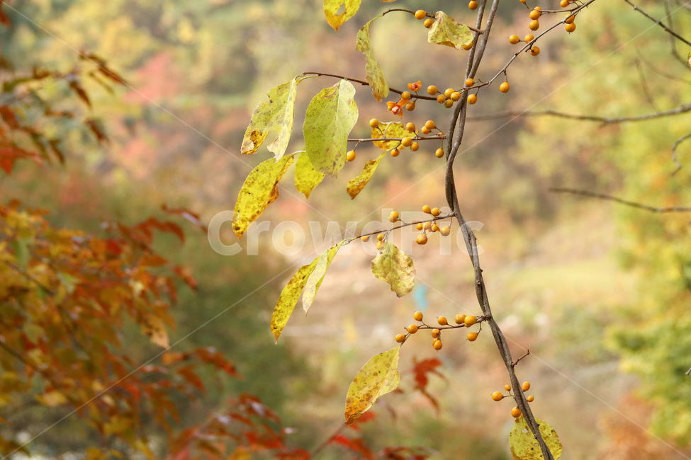 노박덩굴,열매,가을,주홍색,가울열매,가을,계절,fall,autumn,season,식물,자연,plants,nature,과일,열매,fruit,plant