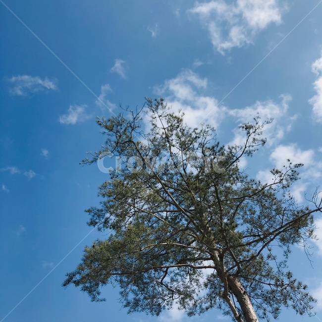 나무,봄,겨울,하늘,구름,식물,자연,plants,nature,나무,trees,wood