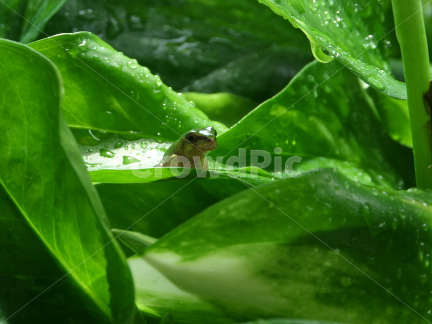 개구리,동물,봄,파충류,자연,봄,계절,spring,season,동물,animal,파충류,양서류,reptile,amphibian