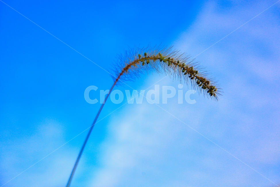 강아지풀,하늘,천고마비,가을,식물,가을,계절,fall,autumn,season,식물,자연,plants,nature,grass,잔디,plant,lawn,reed,갈대