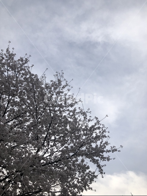 벚꽃,벚꽃나무,하늘,구름,봄,봄,계절,spring,season,자연,풍경,nature,landscape,tree,나무,plant,식물
