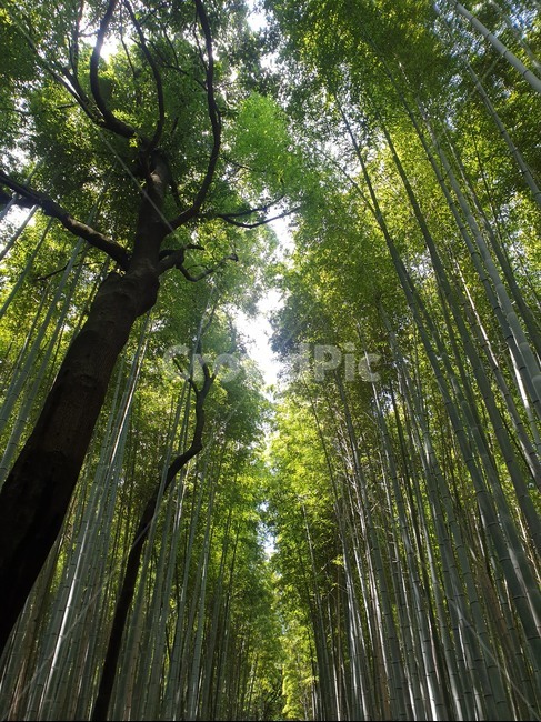 배경,풍경,대나무,숲,대나무숲,일본,아라시야마,bamboo,japan,죽림