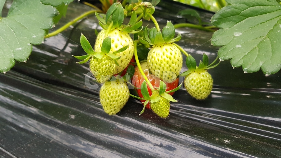 딸기농장,농사,딸기농사,자연,fruit,과일,food,음식,plant,식물,딸기,strawberry,과일,열매,fruit,농업,농사,agriculture,farming,farming industry