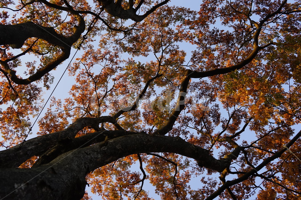 고목,느티나무,가을,하늘,가지,나무,plant,식물,나무줄기,treetrunk,autumn,season,가을감성,가을느낌,가을풍경,가을배경,풍경,가을,계절,fall,autumn,season,tree,tree trunk,나무 줄기