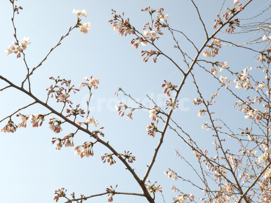 벚꽃,벗꽃,꽃,봄,벚나무,식물,자연,plants,nature,꽃,flower