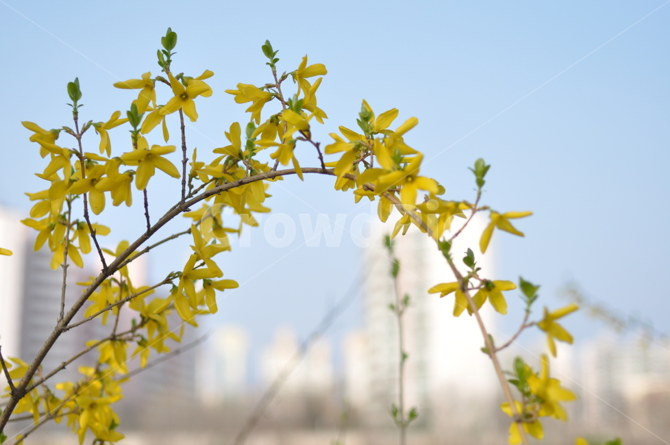 봄,풍경,꽃,봄풍경,나무,꽃나무,봄,계절,spring,season,식물,자연,plants,nature,꽃,flower,plant