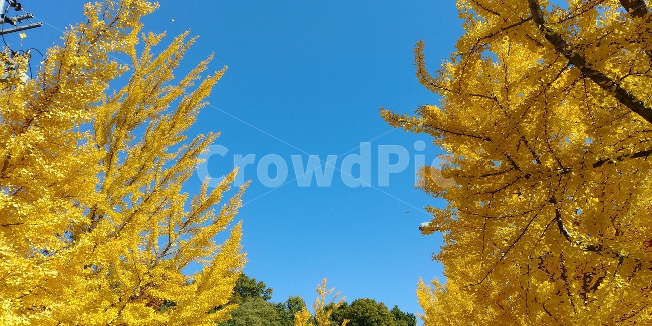 은행,은행잎,은행나무,단풍잎,단풍,가을,계절,fall,autumn,season,tree,나무,plant,식물