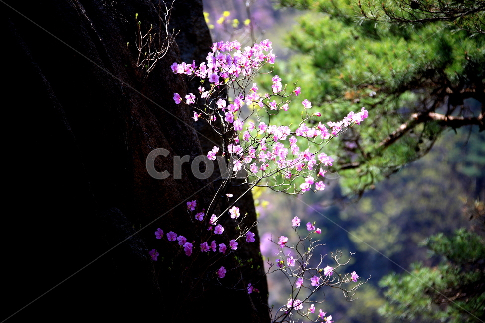 꽃,식물,풍경,나무,자연,봄,계절,spring,season,식물,자연,plants,nature,꽃,flower,휴식,힐링,rest,relaxation,healing,plant