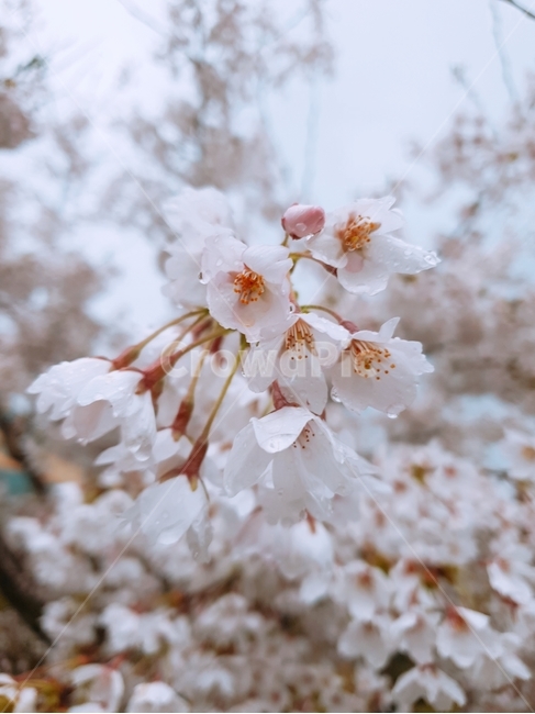 벚꽃,봄,벚나무,꽃,이슬,봄,계절,spring,season,식물,자연,plants,nature,꽃,flower,plant,blossom