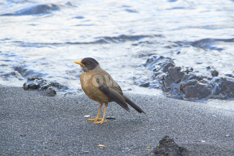 빙하,animal,동물,bird,새,자연,파타고니아,동물,animal,조류,새,birds