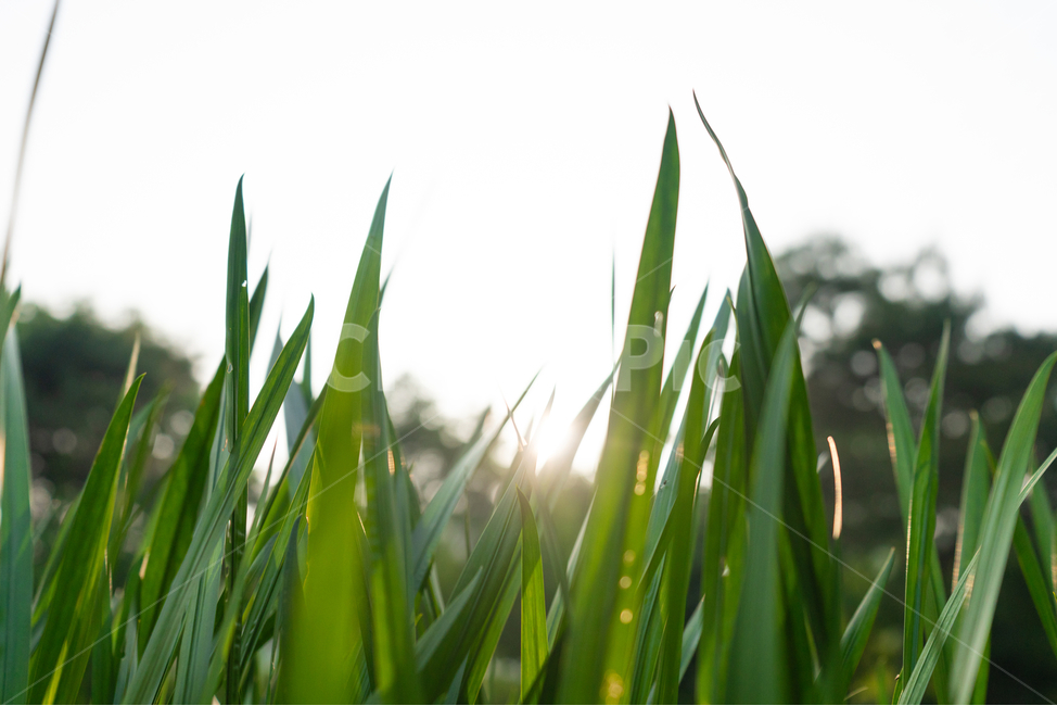 햇살,sunshine,풀,plant,풀잎,식물,자연,plants,nature