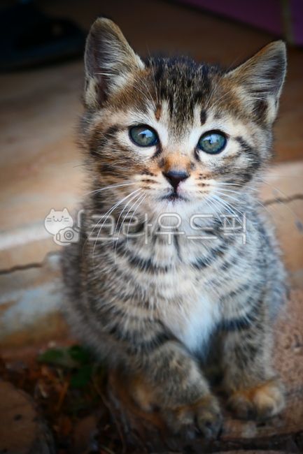 고양이,동물,새끼고양이,animal,얼룩고양이