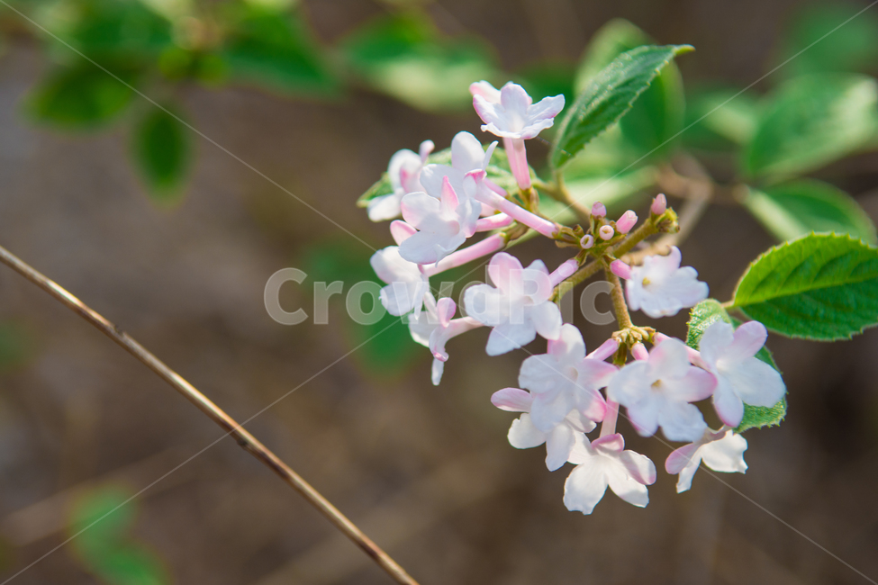 꽃,야생화,식물,봄,분홍,핑크,초록,잎,잎사귀,자연,flower,pink,green,숲,나무