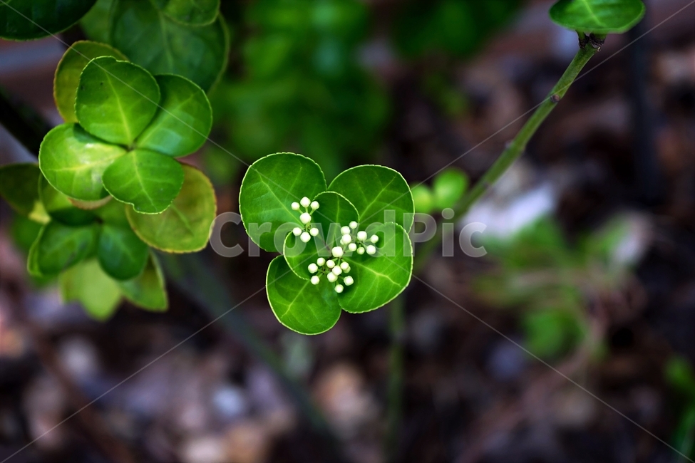 사철나무,녹색,연두색,식물,자연,사철나무꽃,잔꽃,여러해살이,spindletree,stafftree,상록관목,정원수,울타리,상록수,노박덩굴과,evergreen,raindrops,leaves