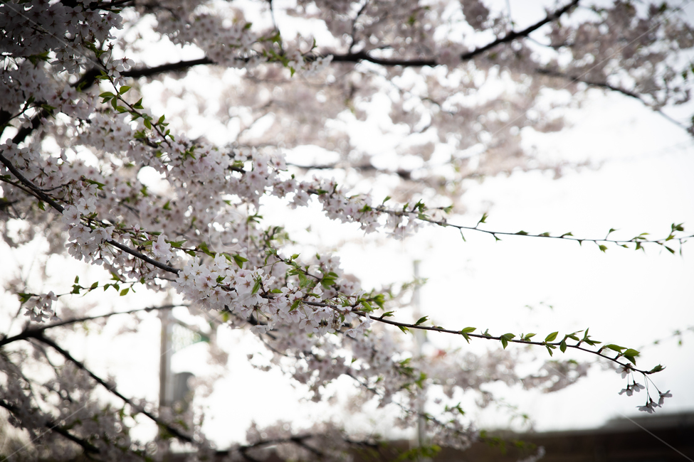 봄,spring,벗꽃,cherrytree,서울,korea,송파,봄,계절,spring,season,plant,식물,flower,꽃,blossom