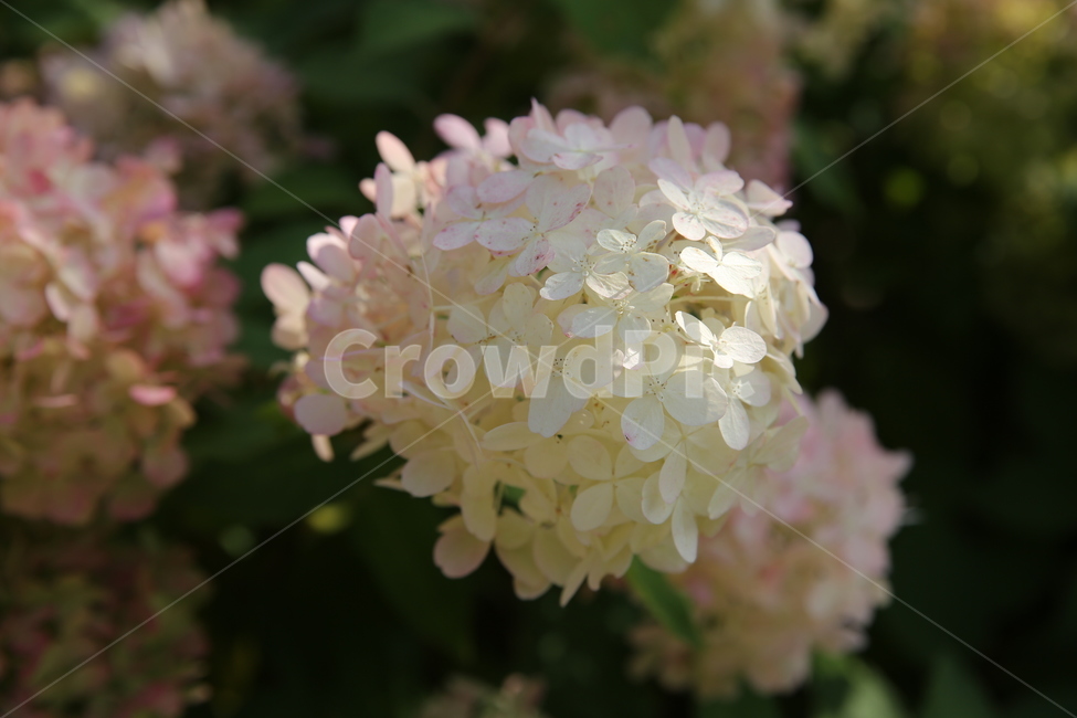 꽃,가을꽃,수국,하얀꽃,수국나무,식물,자연,plants,nature,꽃,flower