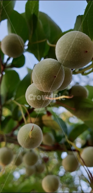 때죽나무,매마등,종나무,노가나무,달걀나무,과일,열매,fruit