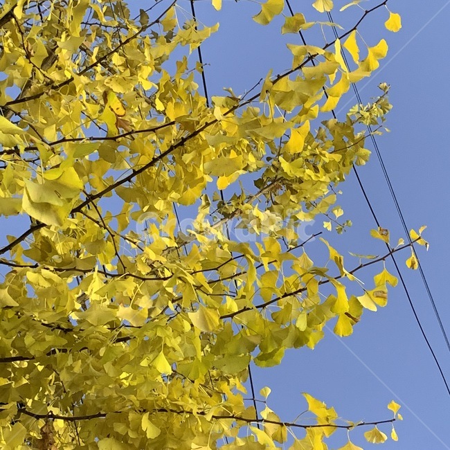 leaf,잎,plant,식물,나무,tree,은행,은행나무,노란색잎