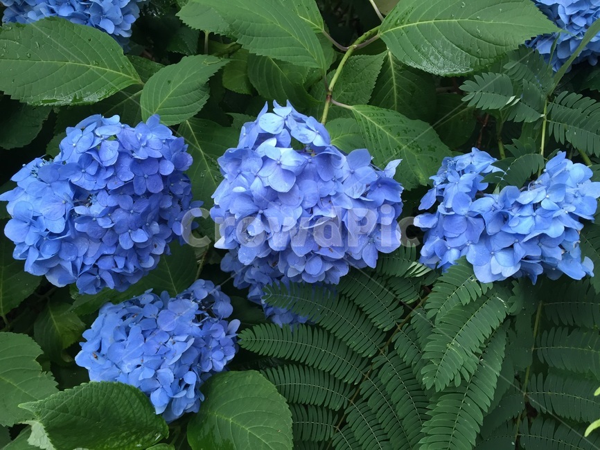 일본,수국,시골,アジサイ,紫陽花,파란수국,봄,계절,spring,season,식물,자연,plants,nature,꽃,flower,plant,blossom,geranium,제라늄