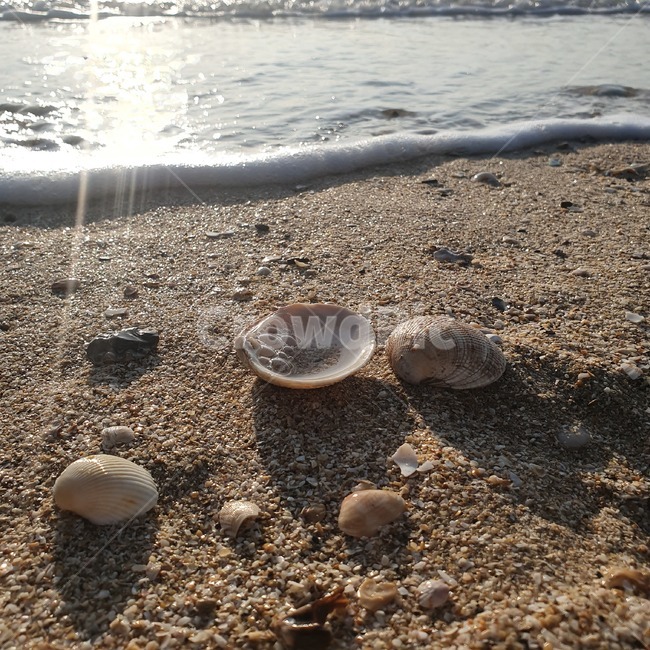 조개,모래,바다,파도,거품,물,빛,sea,seashell,clam,대합,시원한,상쾌한,깨끗한,감성,조개껍질