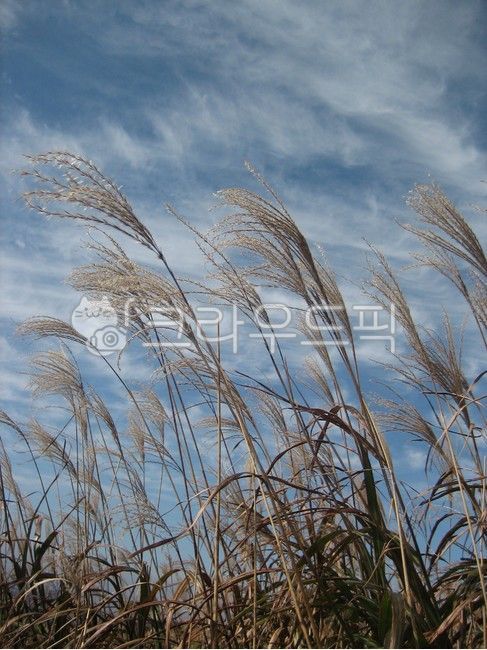 천관산,천관산억새,억새,풍경,산,가을풍경,가을억새,식물,grass,plant,lawn