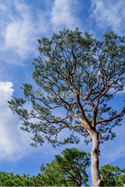 소나무,하늘,구름,나무,청명한,pine,tree,sky,cloud,blue,식물,자연,plants,nature,나무,trees,wood