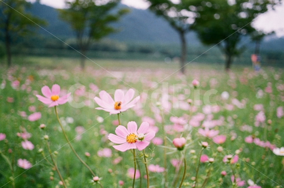 가을,코스모스,꽃,감성,감성사진,가을,계절,fall,autumn,season,식물,자연,plants,nature,꽃,flower,감성,sensible,feeling,plant,blossom,daisy,데이지,daisies,petal,꽃잎