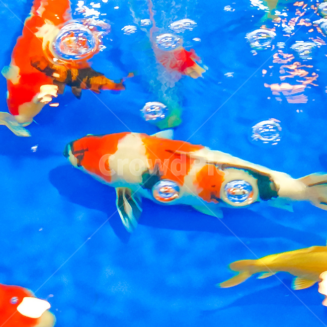 물고기,fish,잉어,비단잉어,수족관,animal,물,어류,물고기,fish