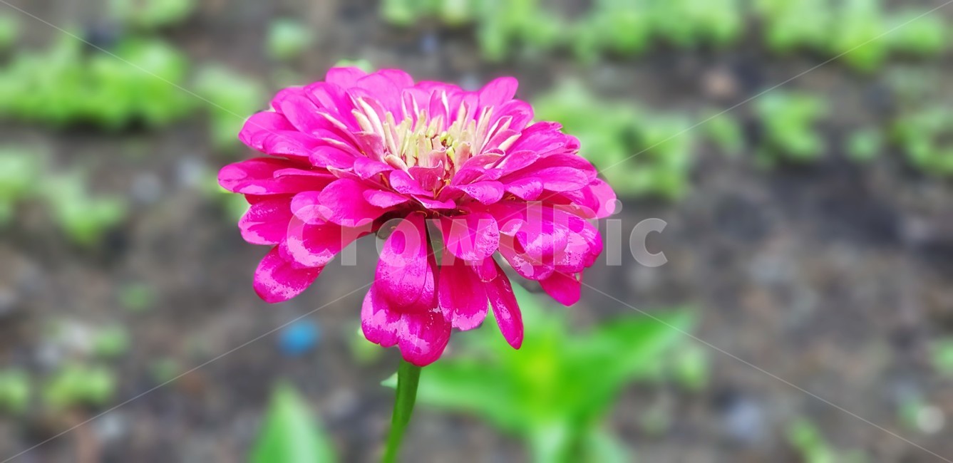 꽃,백일홍,식물,자연,꽃밭,이쁨,분홍색,식물,자연,plants,nature,꽃,flower