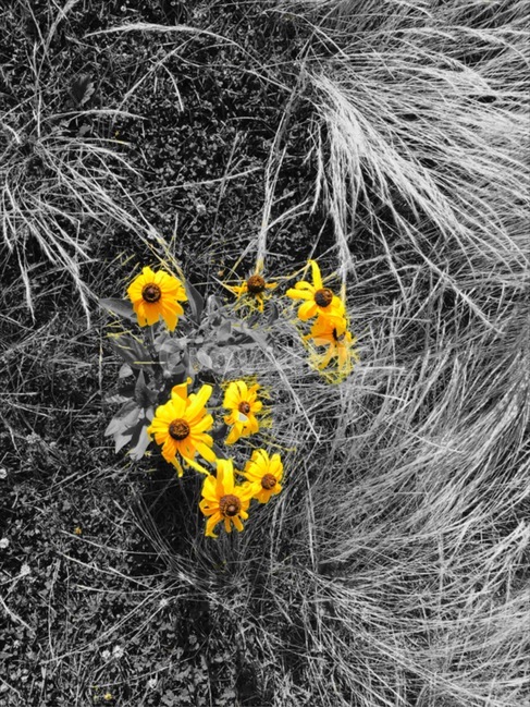 들꽃,노란꽃,길,잡초,잔듸,flower,흑백,노랑색,들판