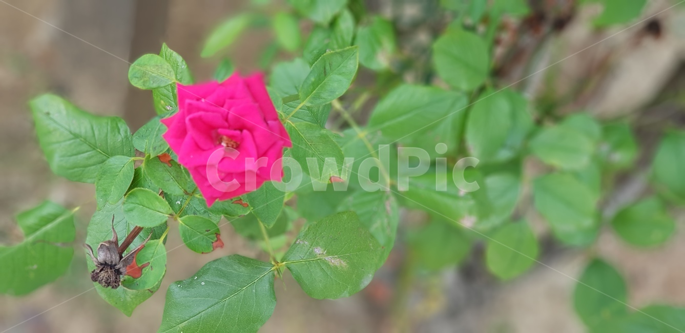 꽃,장미,식물,빨간꽃,초록잎,화단,정원,flower,rose