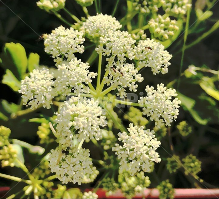 꽃,흰색,만개함,자연,flower,식물,자연,plants,nature