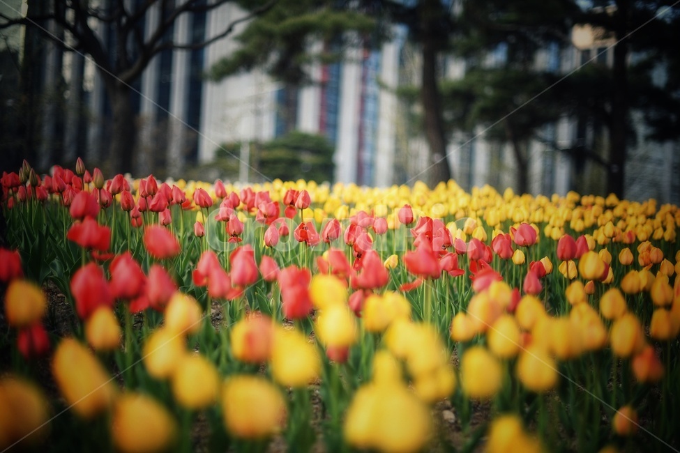 튜울립,꽃,감성,색감,공원,식물,자연,plants,nature,꽃,flower