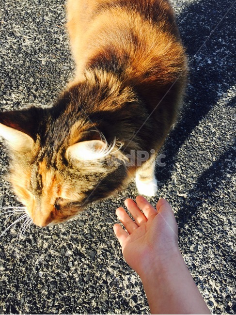 animal,동물,cat,고양이,길고양이,street,길거리,동물,animal,포유류,mammal,고양이,cat,kitten,kitty