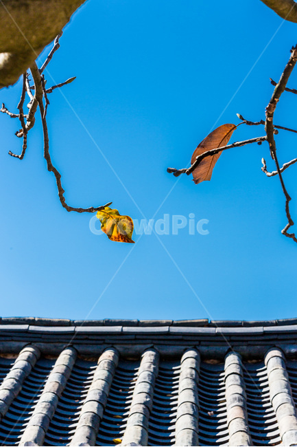 가을,단풍,낙엽,기와,감성,선,패턴,가을,계절,fall,autumn,season,한국전통,한국문화,korean traditional,korean culture,식물,자연,plants,nature,건축물,건물외관,exterior,building,structure,architecture,construction,plant,leaf,잎,animal,동물,bird,새