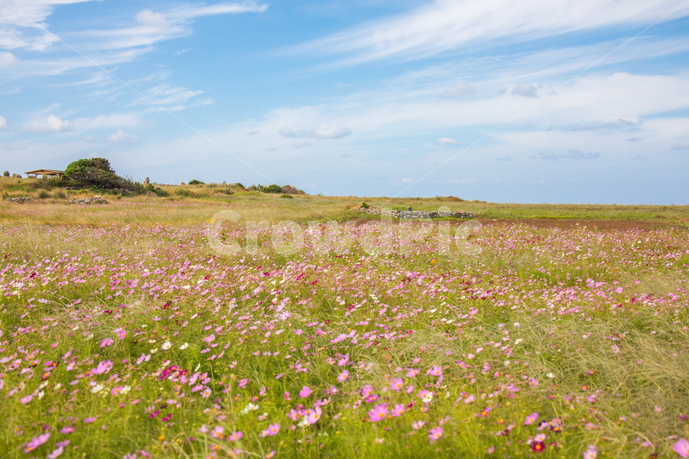코스모스,꽃,하늘,가파도,풍경,가을,계절,fall,autumn,season,자연,풍경,nature,landscape,grassland,목초지,field,들,outdoors,옥외